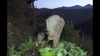 Collecting and cooking technology of green vegetables in village