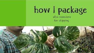 how I package albo monstera plants 🪴 for shipping | mero tarika |