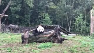 BaoBao said where's my boo shoots, I need boo shoots22/3/17