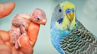 How to Care for Tamed Baby Budgies: A Guide for Owners