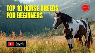 Top 10 Horse Breeds for Beginners