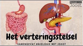 Het verteringsstelsel | Samenvatting