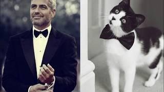 [LUCU] Kelakuan Kucing Yang 'Sama' Dengan Kelakuan Artis Hollywood Part 1