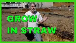 Start a Straw Bale Garden (Complete How-to)