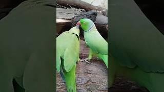 feed parrot Jora #fantasticparrot #shorts