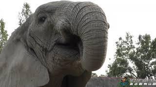 ぞうさんのもぐもぐアイス　東武動物公園