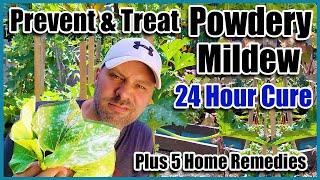 Prevent & Treat Powdery Mildew and 5 Home Remedies That Really Work!!