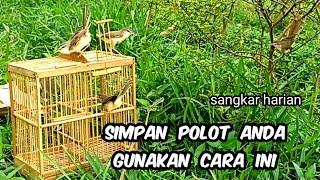 Cara jebak burung pakai sangkar CARA MIKAT BURUNG PAKAI SANGKAR