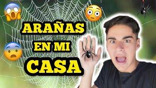 ¿UNA ARAÑA SE COME A OTRA ARAÑA? ️️ | JUANCITO INVESTIGA