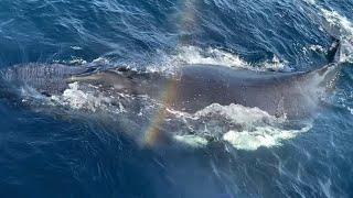 Humpback Whale watching in Sydney || 26 August,2023 #travelvlog