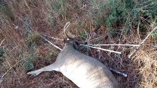 My First Public Land Alabama Buck 2023!