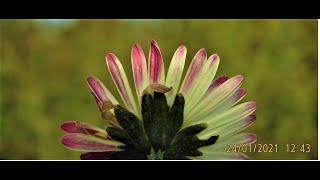 Bellis sylvestris, or the Southern daisy  Greece  by  Theo