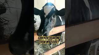 Chew fest #homestead #cow #chewing #hay #food #canadianfarm #family #farmanimals #rural