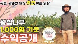 고소득 작물 나무 농사 이렇게 재배하면 성공할 수 있다! ( 나무농사 성공편 - 왕벚나무)