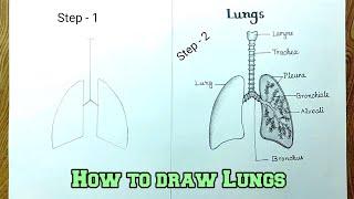 How to draw human lungs step by step so easy/Human Lungs drawing easily