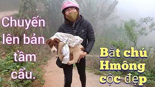 Bê Bê núi | Lên bản bắt chó cún, gặp toàn chó mông cộc. Hmong dog. cute dog.