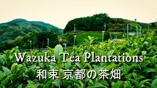 Drone Flight around Japanese Tea Plantations - Wazuka Kyoto 和束京都の茶畑 (4K)