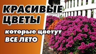 САМЫЕ КРАСИВЫЕ ЦВЕТЫ ЦВЕТУЩИЕ ВСЕ ЛЕТО. Многолетние САДОВЫЕ ЦВЕТЫ #красивые #цветы #сад #cusenus