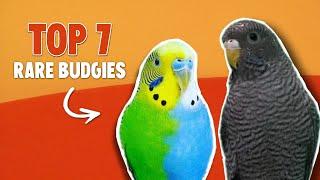 7 Rare Budgie Mutations