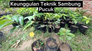 Keunggulan Dari Teknik Sambung Pucuk