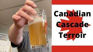 Cascade Hops Comparison: Canadian Grown Vs. MA Homegrown!