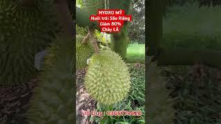 HYDRO MỸ Nuôi trái SẦU RIÊNG giảm 80% CHÁY LÁ #hydro_mỹ #chaylasaurieng #saurieng
