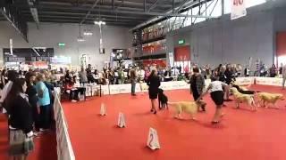 World dog show Milano 2015