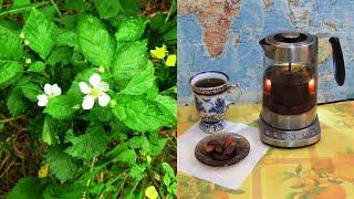 Чай  из листьев  ежевики. Ферментация в стеклянной банке. (Russian tea).