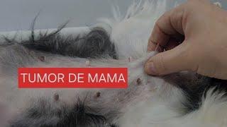 COMO DETECTAR O NÓDULO DE MAMA EM CADELAS E GATAS