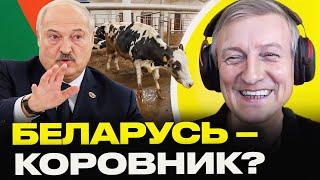 Лукашенко снятся КОРОВЫ – это не шутка! Вот почему он любит скотину больше, чем беларусов | Романчук