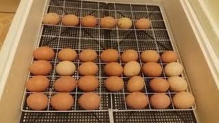 Цыплята. 3-я часть. 15-й день инкубации куриных яиц.