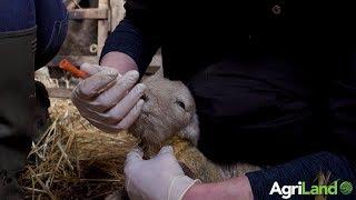 How to tube feed newborn lambs
