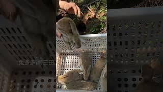 上山挖兔子洞抓小兔子，自家散养肉兔 上山挖兔子洞抓小兔子，自家散养肉兔#兔子#动物 #农村创业养殖#三农养殖 #散养兔子
