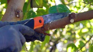 The Garden Gurus - Pruning For Growth