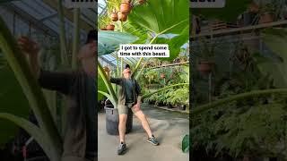 #Botany Love | Big Leaves  | #shorts #viral