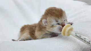 Adorable Kitten Feeding Battle!Watch These Hungry Babies Fight for Milk!