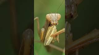 Praying Mantis Facts #3 No Google Required