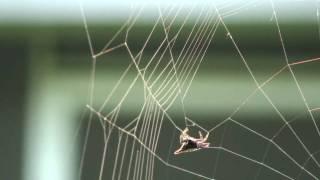 Spiny Orb-Weaver Spider Building a Web