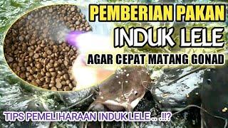 TIPS PEMBERIAN PAKAN INDUK LELE AGAR CEPAT MATANG GONAD / PEMELIHARAAN INDUK LELE AGAR OPTIMAL