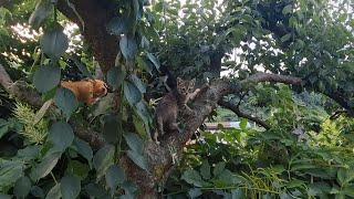 250620 나무에 올라가는 아기 고양이 #고양이 #littlecats