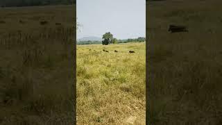 How fast they can RunnWild Boar #reels#shorts#wildboar#shortsvideo#animals#kunalkirtiwithnature