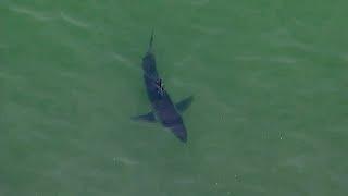 Monterey Bay seeing 'unusual' surge in juvenile white sharks