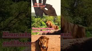 jungle flix hd lion's shorts 1min video.