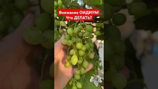 Внимание ОИДИУМ на ВИНОГРАДЕ! Что ДЕЛАТЬ? Как ЛЕЧИТЬ? #виноград #виноградарство #оидиум #садиогород