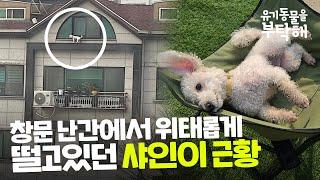 창문 난간에 위태롭게 서있던 강아지, '샤인이' 근황을 전해드려요