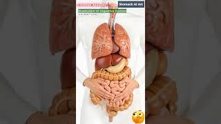 Animation of Digestive System | Stomach AI Art | 63