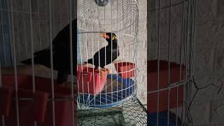 Hill Myna.#shorts#hillmyna#birds#pets#animals#cambodia#adventure #phnompenh#live#life#funny#cute