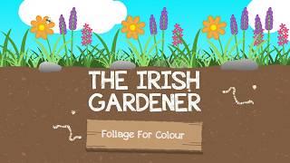 How to Use Foliage plants for Colour in your Garden
