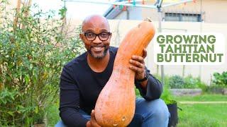 My experience of growing Tahitian Butternut Squash