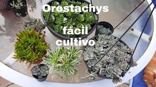 OROSTACHYS : MALACOPHYLA / FURUSEI  / JAPONICA e  Variegata